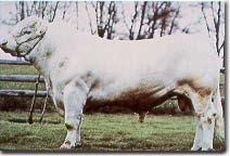 White Bull