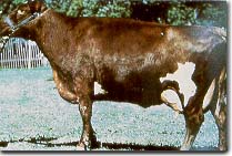 Holstein Heifer