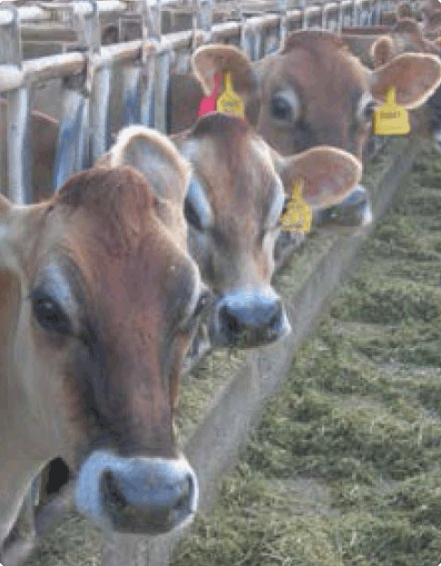 Jersey cows resting in a pasture over beef cows grazing