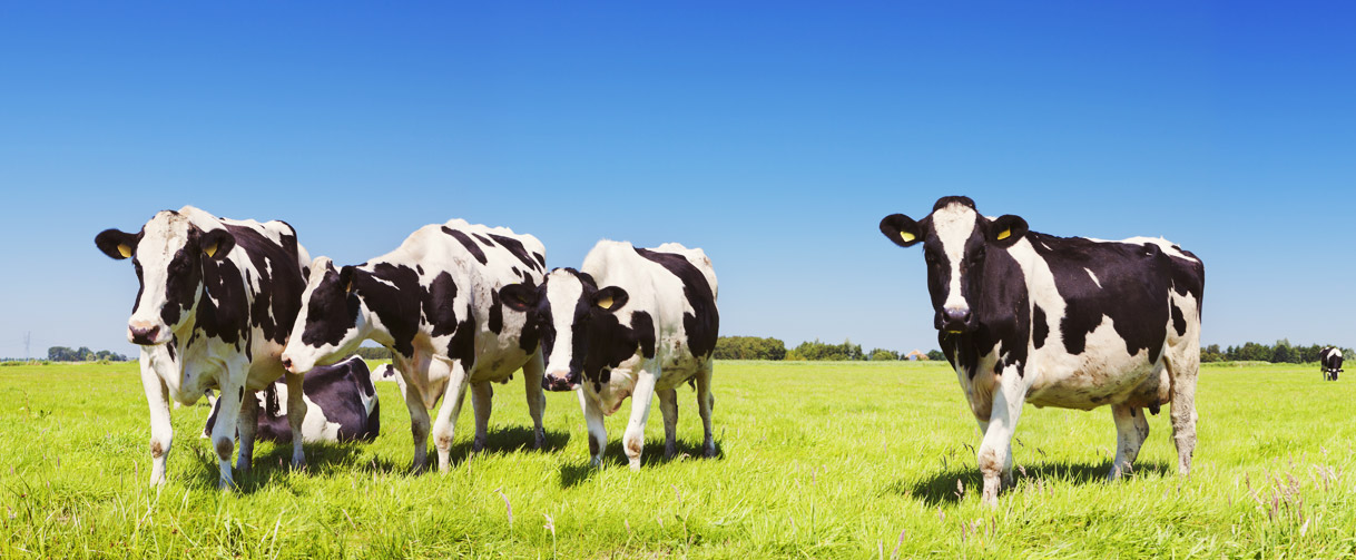 A group of cows