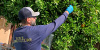 working inspecting trees