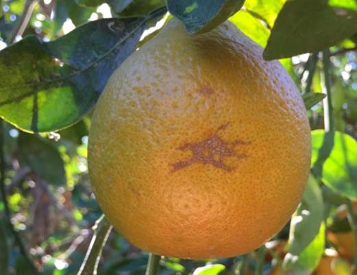 SOS disease on lime