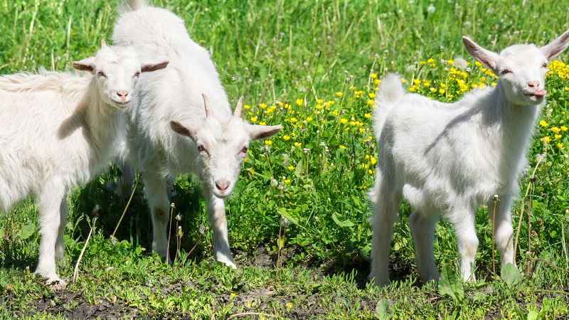 photo: white baby goats frolicking