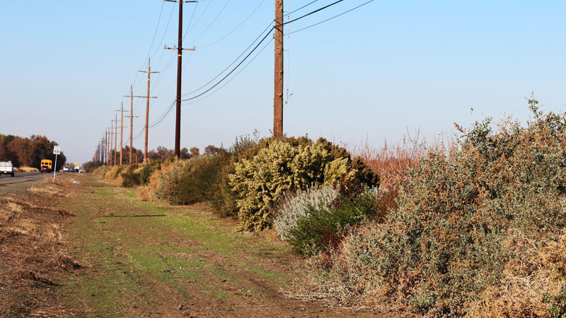photo: utility poles among wild plants