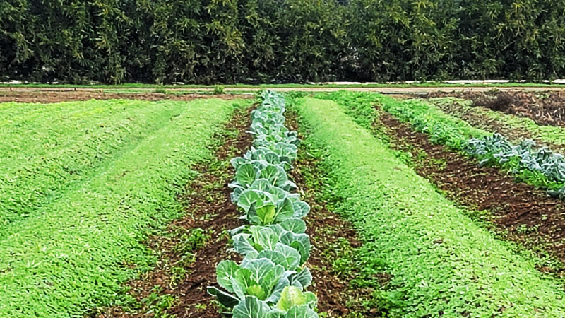 photo: a row of leafy green crops