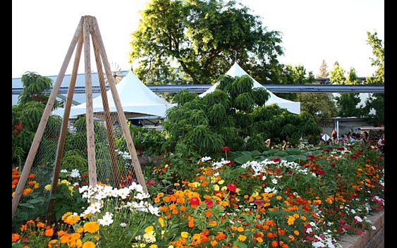 A colorful flower garden