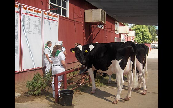 4-H participants caring for their cows. Kern County Fair, Bakersfield