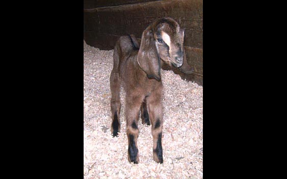 Come and meet the new baby animals at your local fair! Santa Barbara Fair and Exposition, Santa Barbara