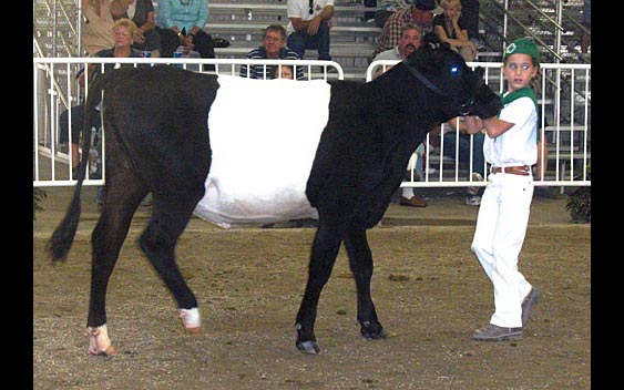 A 4-H participant showing her cow. Kern County Fair, Bakersfield