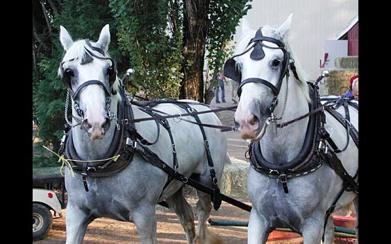 A team of beautiful draft horses. Nevada County Fair, Grass Valley