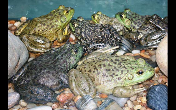 A tank full of froggy friends and amphibian amigos. California Exposition and State Fair, Sacramento