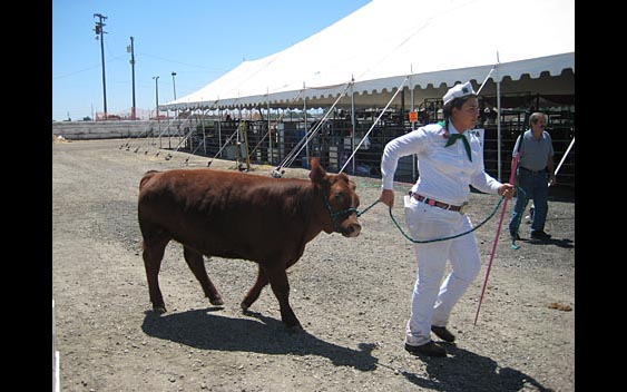 A student leading a calf by a leash