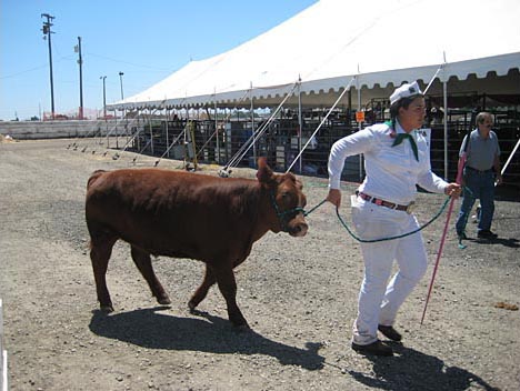 A student leading a calf by a leash