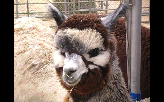 In addition to sheep, alpacas are an important source of fiber for yarn, clothing, and much more! Santa Barbara Fair and Exposition, Santa Barbara