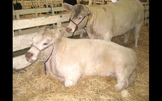 Fairs provide a valuable opportunity for kids to glimpse life on the farm. Big Fresno Fair, Fresno