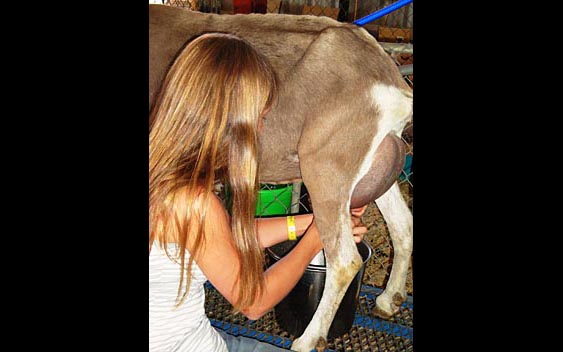 A young girl leaning to milk a goat. Shasta District Fair, Anderson