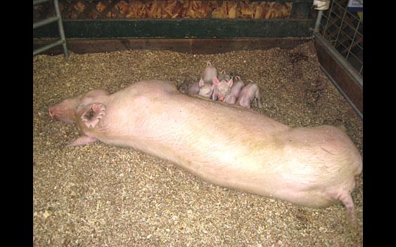 Newborn piglets nursing from their mother. Stanislaus County Fair, Turlock