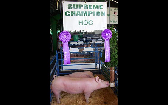 A prizewinning hog on display. Calaveras County Fair, Angels Camp