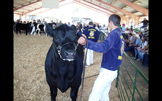 FFA participants showing their cows. Calaveras County Fair, Angels Camp