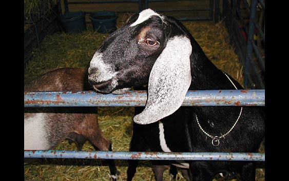 A goat poses for the camera. Lake County Fair, Lakeport.