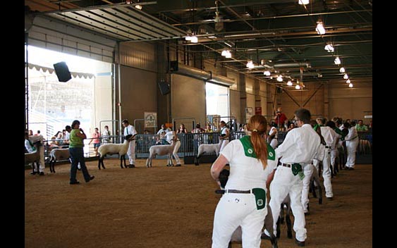 Participating in 4-H teaches young people about responsibility and sportsmanship. California Exposition and State Fair, Sacramento