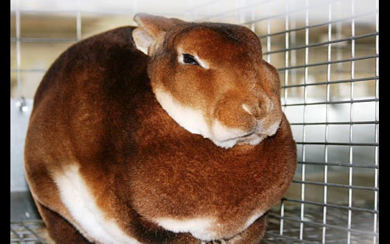 Everyone loves bunnies! Calaveras County Fair, Angels Camp