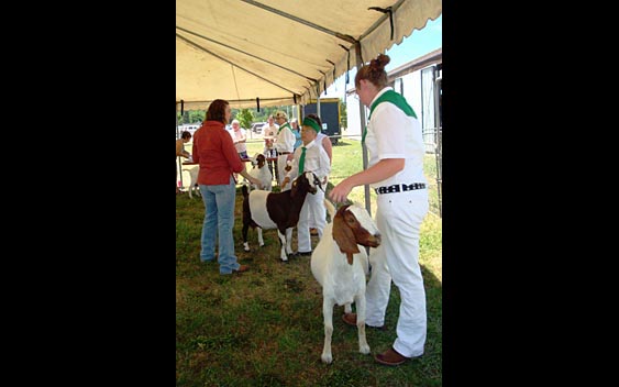 4-H participants showing the goats they have raised. Shasta District Fair, Anderson