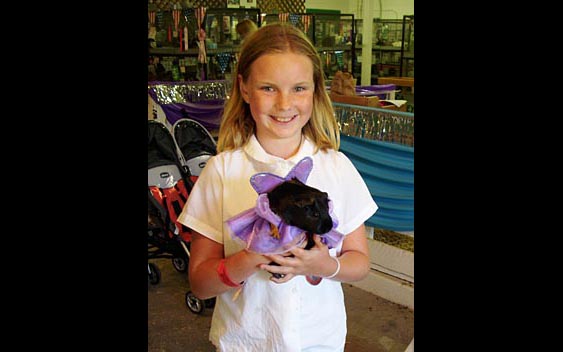 A young exhibitor proudly displays her guinea pig. Solano County Fair, Vallejo