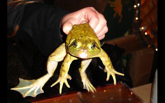 One of the famous jumping frogs of Calaveras County. Calaveras County Fair & Jumping Frog Jubilee, Angels Camp