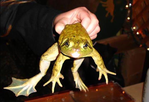 One of the famous jumping frogs of Calaveras County. Calaveras County Fair & Jumping Frog Jubilee, Angels Camp
