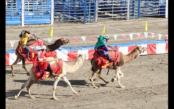 Camel races. Riverside County Fair & National Date Festival, Indio