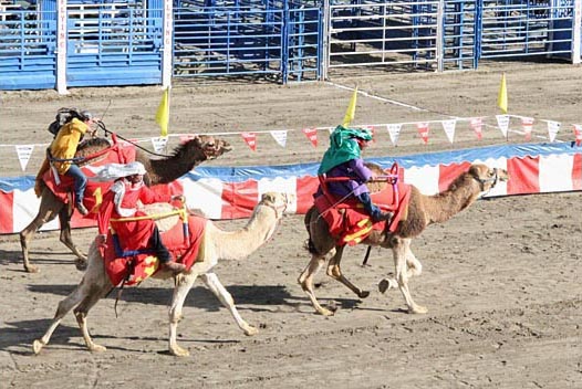 Camel races. Riverside County Fair & National Date Festival, Indio