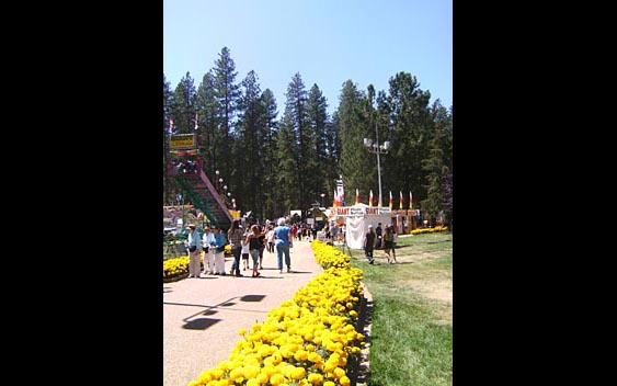 A row of yellow flowers along a broad walkway