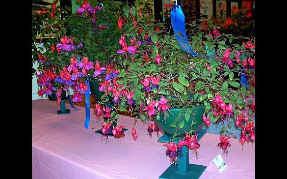 A stunning display of fuscias. Del Norte County Fair, Crescent City