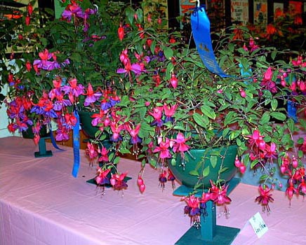 A stunning display of fuscias. Del Norte County Fair, Crescent City