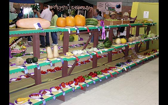 A colorful display of locally grown produce. Lake County Fair, Lakeport