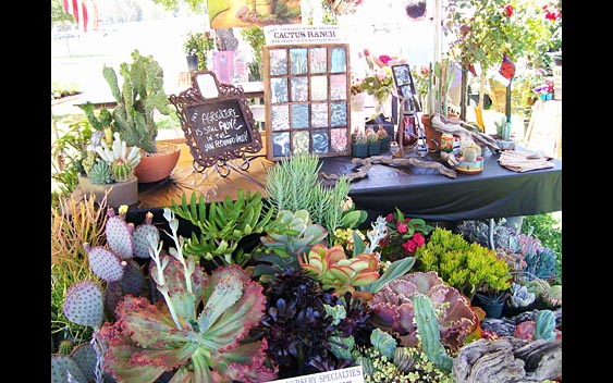 An interesting display of cactus and succulents. The Valley Fair, Sherman Oaks