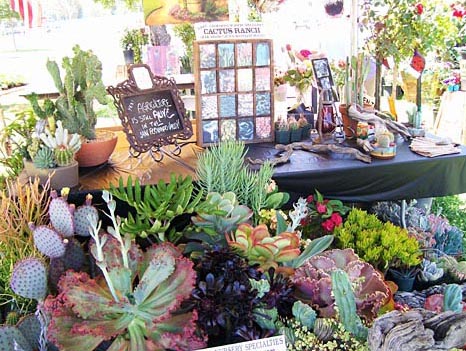 An interesting display of cactus and succulents. The Valley Fair, Sherman Oaks