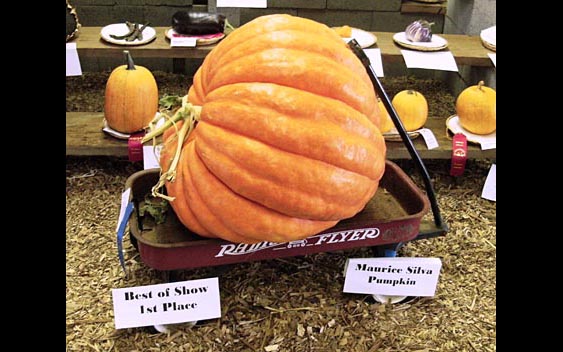 A prize-winning pumpkin. Yolo County Fair, Woodland.