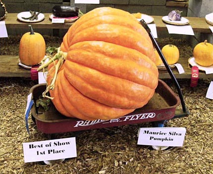 A prize-winning pumpkin. Yolo County Fair, Woodland.