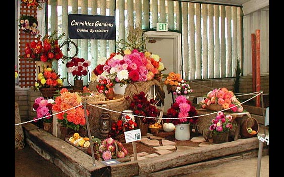 A beautiful display of dahlias. Santa Cruz County Fair, Watsonville