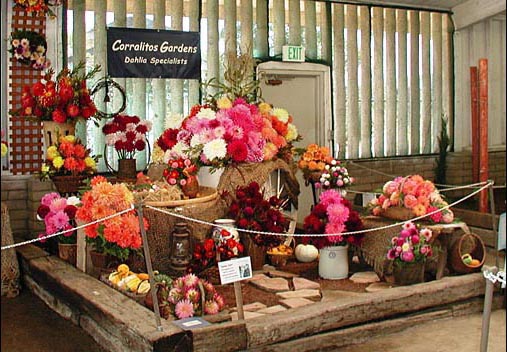 A beautiful display of dahlias. Santa Cruz County Fair, Watsonville