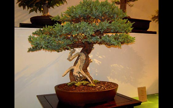 Fair even offer unique exhibit categories like bonsai. Marin County Fair & Exposition, San Rafael