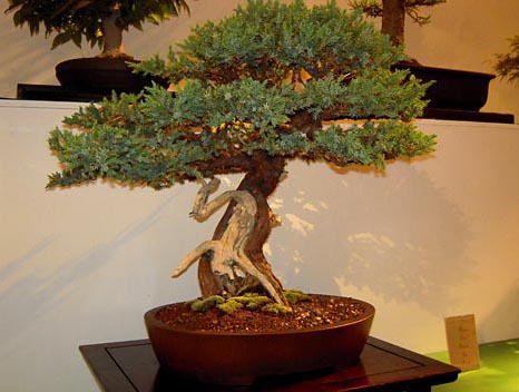 Fair even offer unique exhibit categories like bonsai. Marin County Fair & Exposition, San Rafael