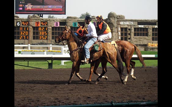 Horses and jockeys on the race track