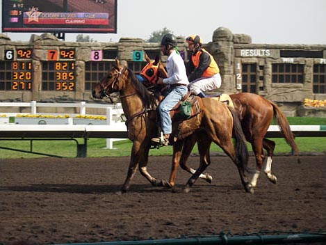 Horses and jockeys on the race track