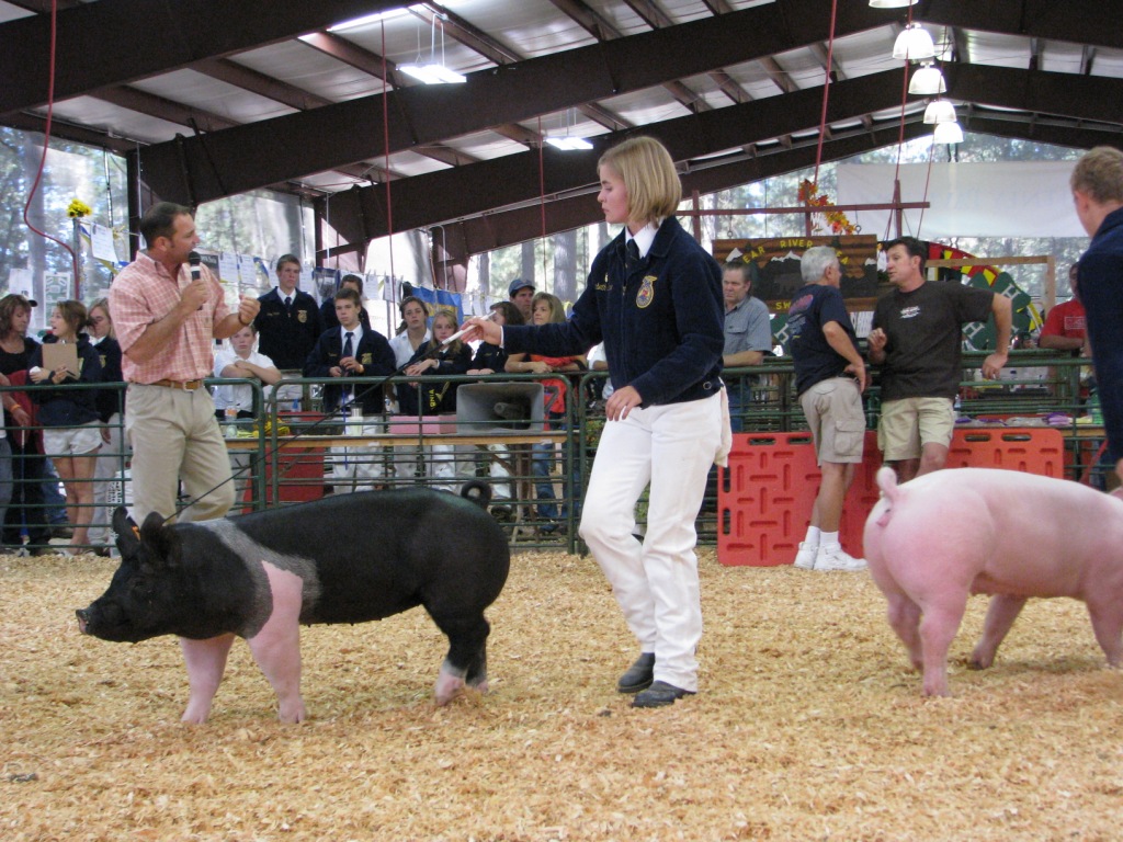 Showing a Pig