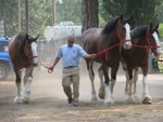 Horses Walking