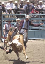 Bull Riding Rodeo