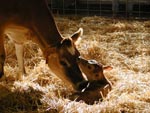 Mother cow with her calf